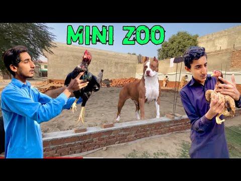 Aj Mini Zoo k leye Surprise Gift mila 🥰 | shehr main dihat | Inzi or Ibrahim | Dawood sabir vlogs thumbnail