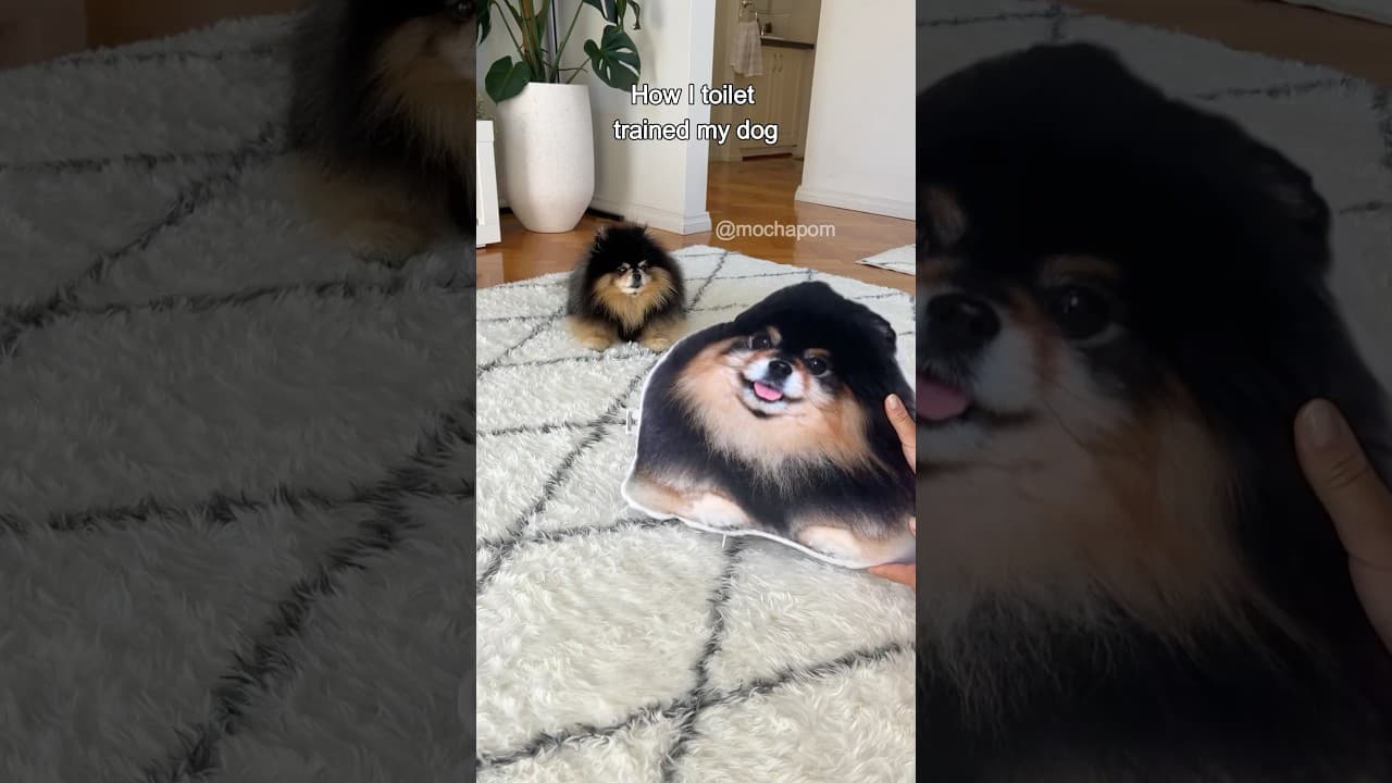 How I toilet trained my dog 😄 #dog #pomeranian