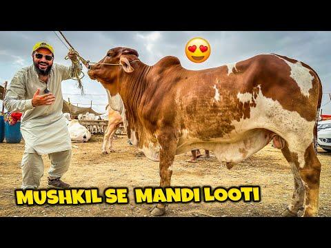Aj boht mushkil se mandi looti 😂 Ek aur bara janwar lelia Alhamdulillah 🐂 thumbnail