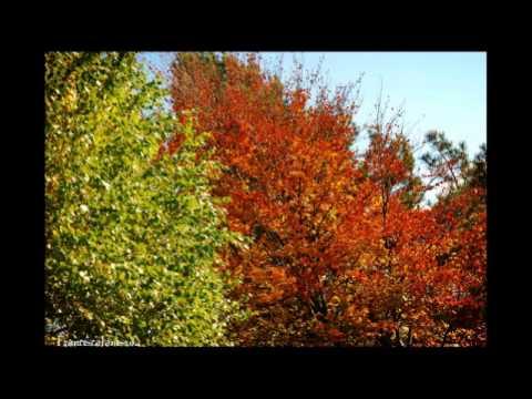 Van Morrison - Autumn Song thumbnail