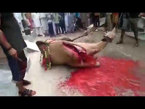 Camel Qurbani Full Video Latest Qurbani Video on Eid thumbnail