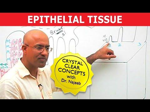 Epithelial Tissue | Structure & Function🩺 thumbnail