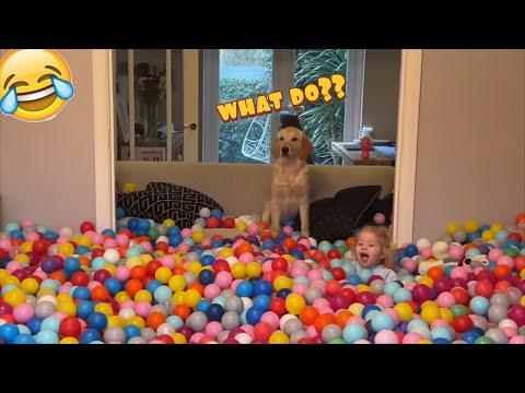 Golden Retriever Puppy Goes Crazy For Ball Pit! Baby Girl Helps Him ( Cutest Ever!!) thumbnail