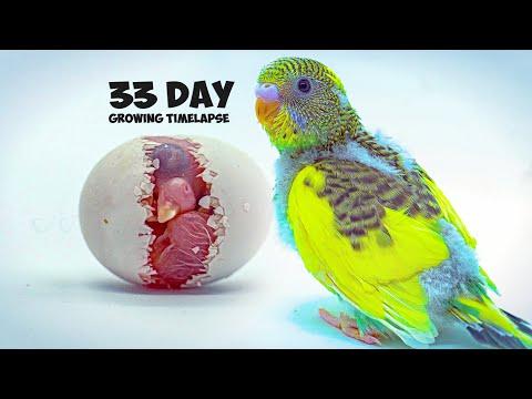 Growing Budgerigar Babies | Growth Stages For 33 Days thumbnail