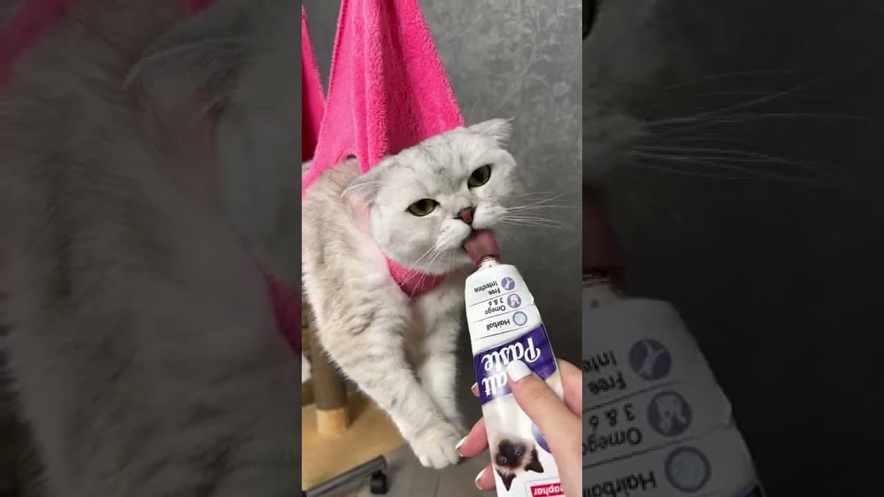 How to trim your cat`s claws 💅