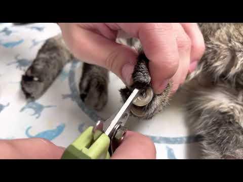 Overgrown cat nails. Why aging cats need help with nail trimming. thumbnail