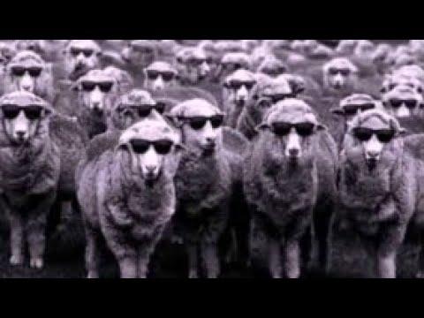 Lamb With Radar Eyes By Tangerine Dream - Goblin's Club thumbnail
