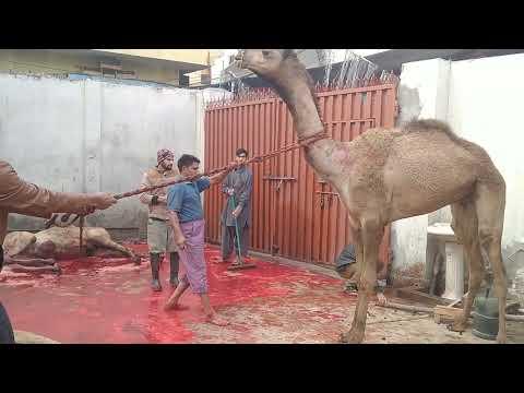 Camel Slaughter Sacrifice- #youtube, #slaughtahouse, #sacrifice #camel thumbnail