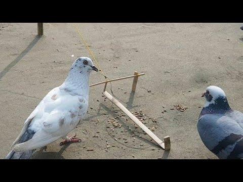 Easy Bird's trap।।pigeon's trap।।how to make a bird's trap।। thumbnail