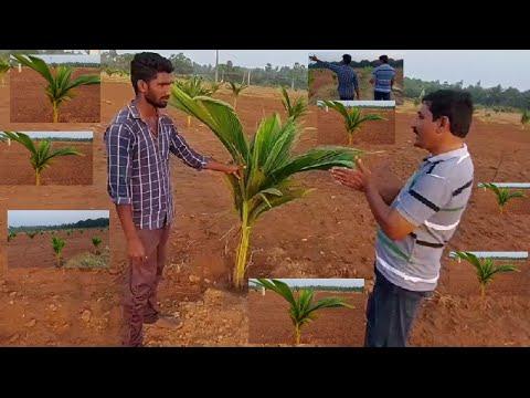 Coconut cultivation | Coconut farming | gangabhavani | Coconut thota success story | vvr telugu thumbnail