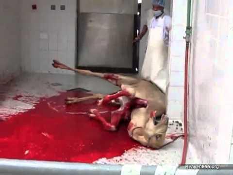 Halal Slaughter Of Camel thumbnail