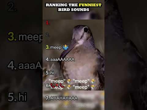 Ranking The Funniest Bird Sounds thumbnail