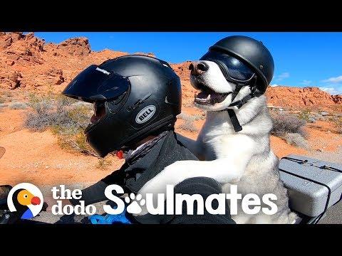 Dog Rides A Motorcycle With His Dad Through All 50 States | The Dodo Soulmates thumbnail