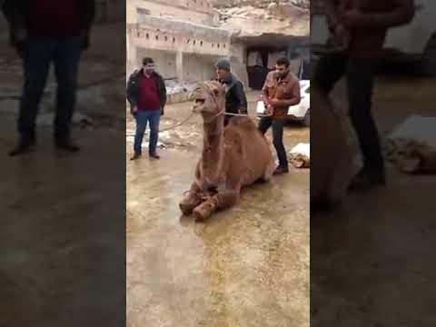 Camel slaughter thumbnail