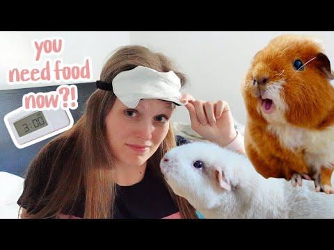 What It's REALLY Like Having REALLY Tame Guinea Pigs thumbnail