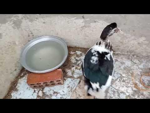 وحشتوني نزل بكل جديد 🐔 thumbnail