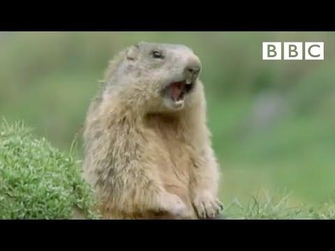 Funny talking animals: Alan!.. Alan!.. Steve! | Walk on the Wild Side - BBC thumbnail