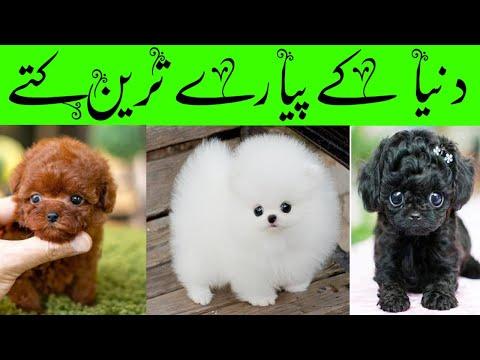 Top 10 Cutest Dogs in the World | دنیا کے پیارے ترین کتے | Naeem ...