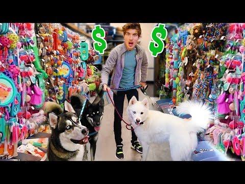 Buying My Dogs Everything They Touch! thumbnail