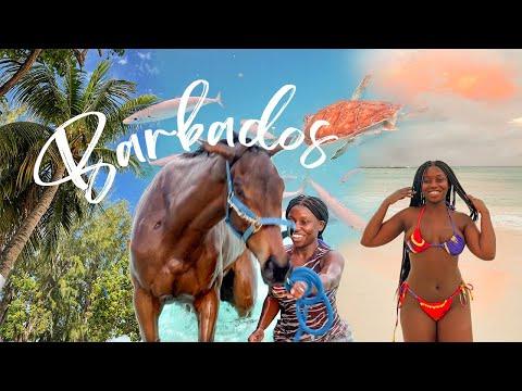 Barbados Baecation Bliss: Sunsets, Sea Turtles & Swimming w/ Horses | Lydia Dinga thumbnail