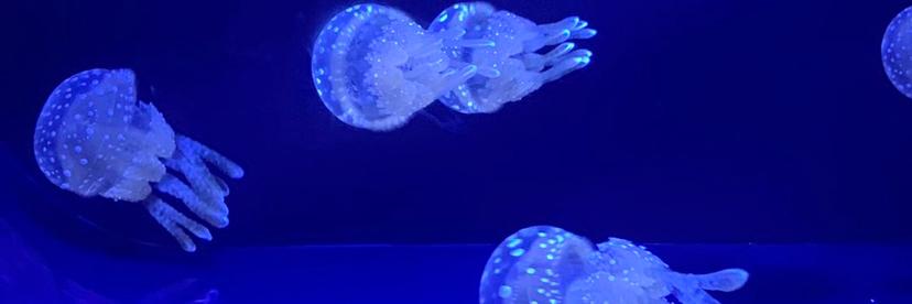 永野芽郁 thumbnail