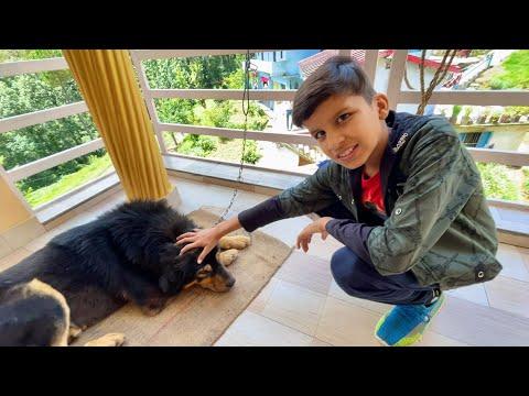 Etna innocent Dog Nhi dekha 🥺 thumbnail
