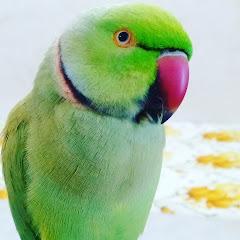 Charlie parrot